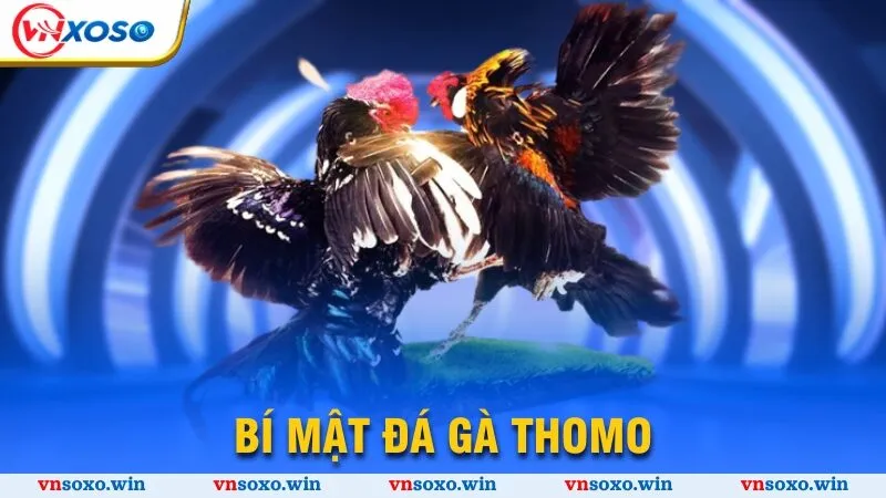 Bí mật đá gà Thomo