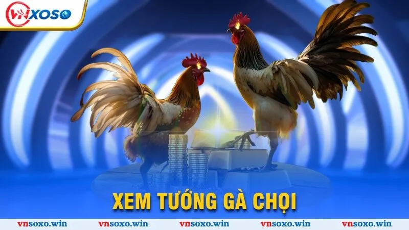 xem tướng gà chọi